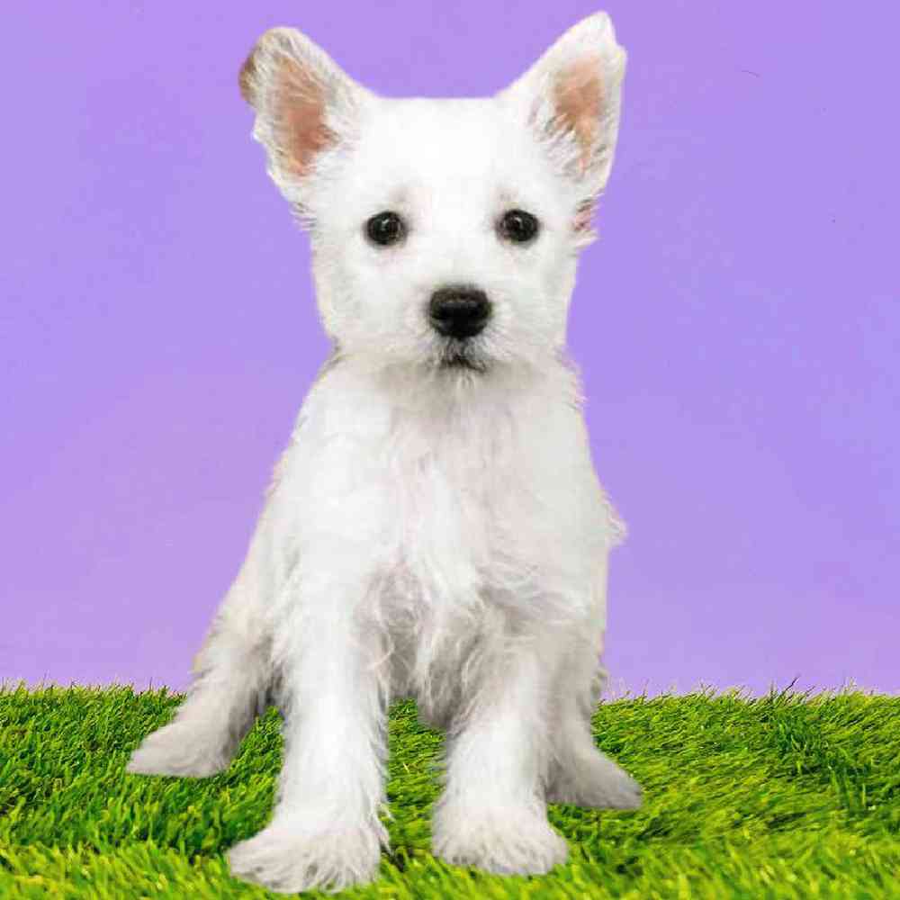 Female West Highland White Terrier Puppy for Sale in Puyallup, WA