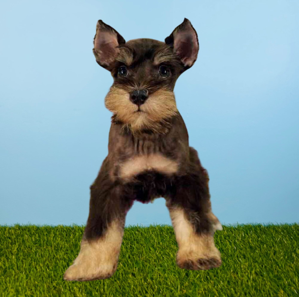 Male Mini Schnauzer Puppy for Sale in Tolleson, AZ