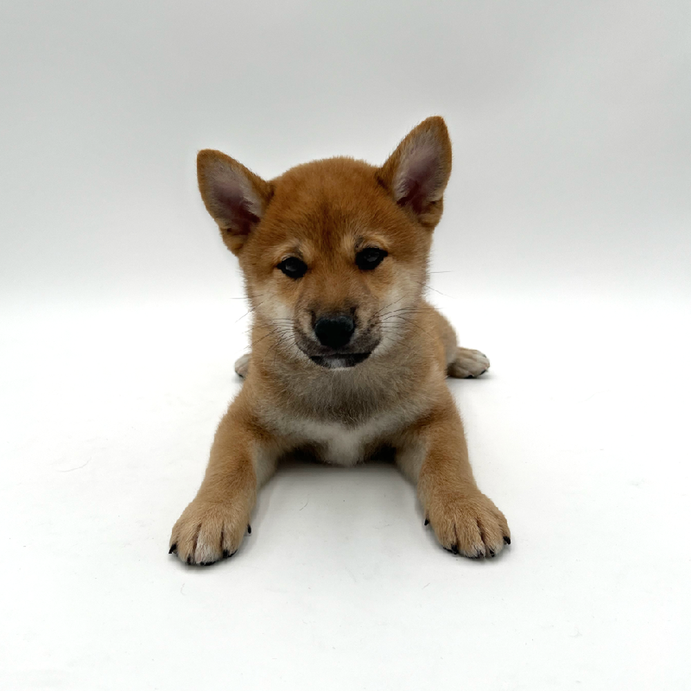 Male Shiba Inu Puppy for Sale in San Antonio, TX