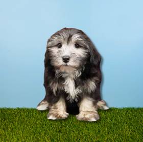 Havanese
