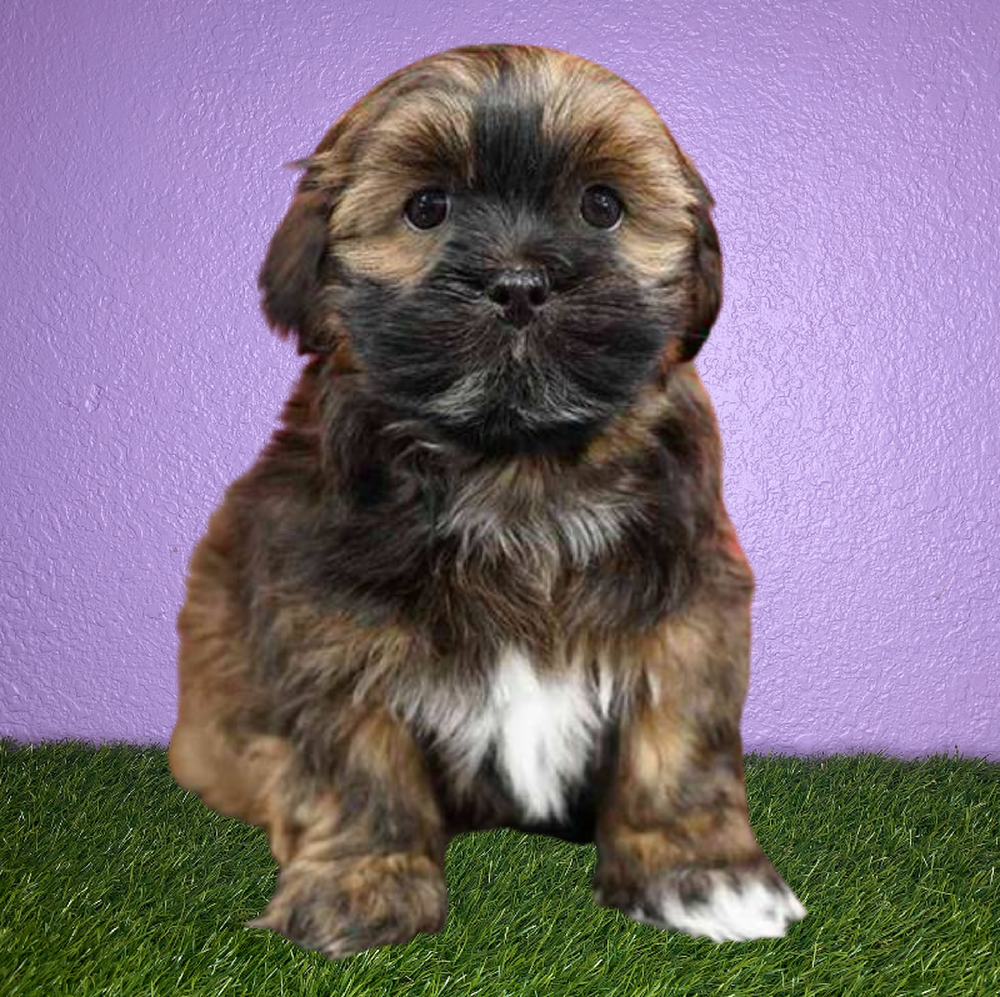 Male Lhasa Apso Puppy for Sale in New Braunfels, TX