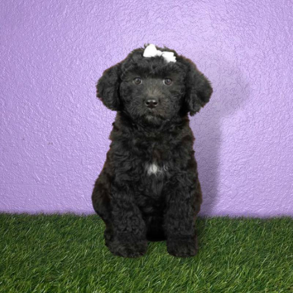 Female 2nd Gen Mini Bernadoodle Puppy for sale