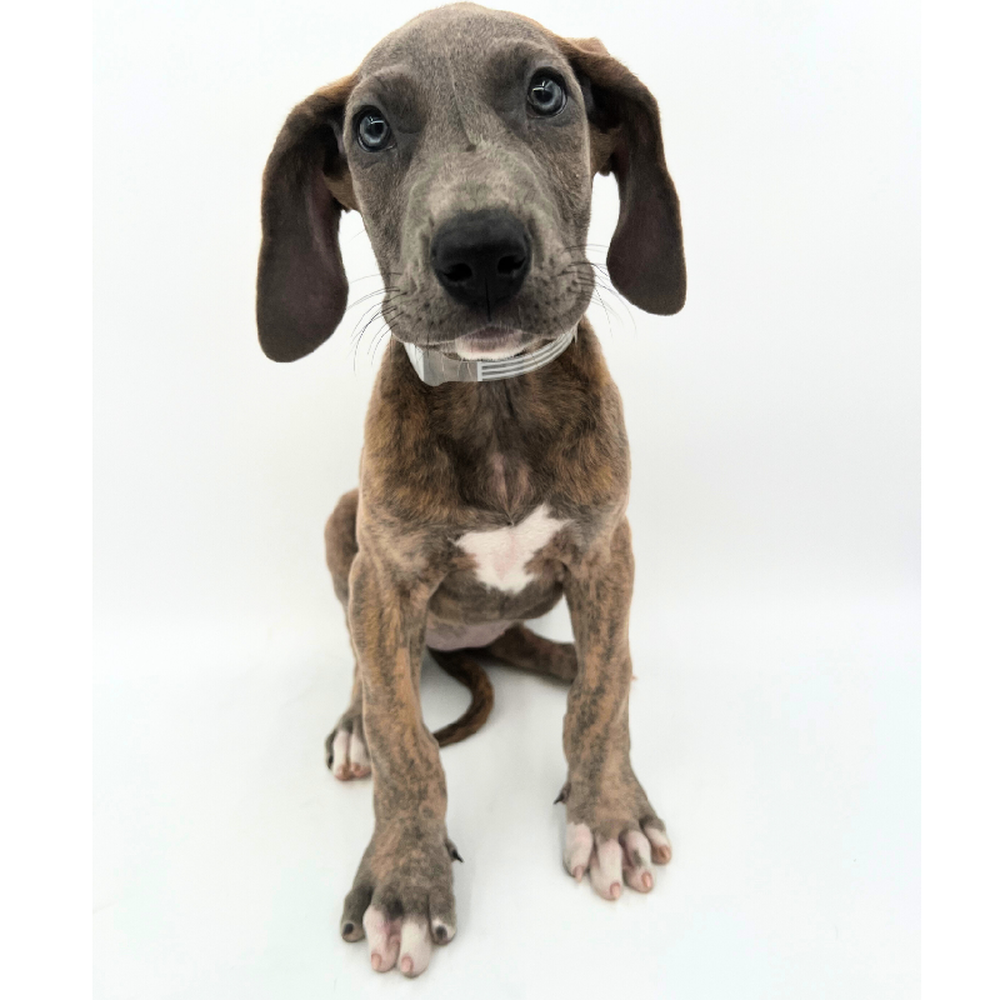 Female Great Dane Puppy for Sale in Marietta, GA