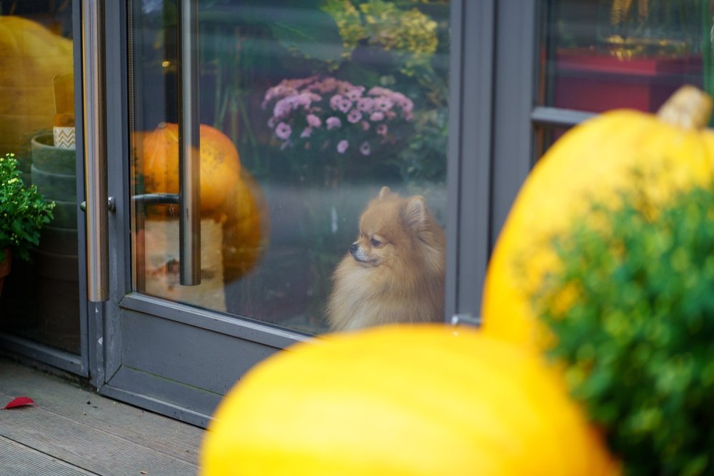 A brown pomeranian dog looking outside from a glass door. Several pumpkins are reflected on the glass surface.
