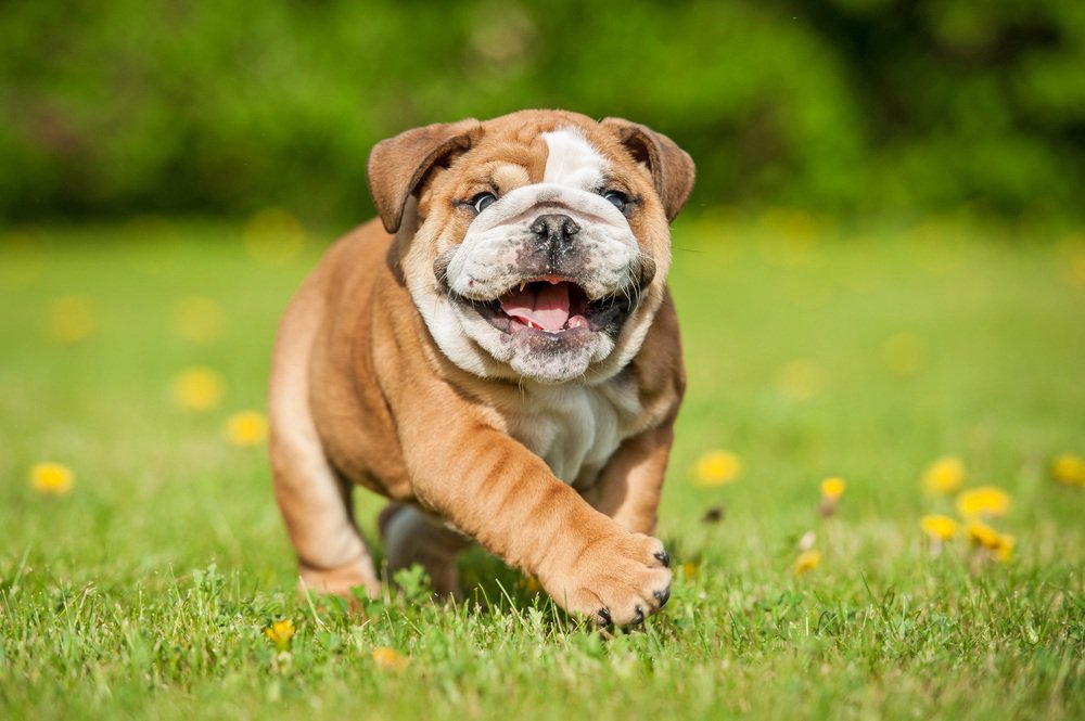 A brown and white american bulldog puppy walking in a field.