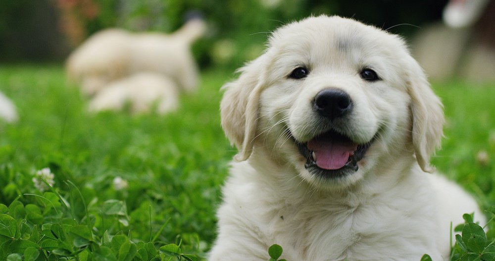 An english cream golden retriever puppy sitting in a field and smiling.