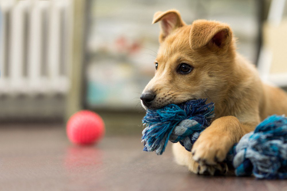 A corgi puppy chewing on a blue rope toy.