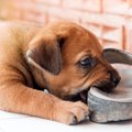 A rhodesian ridgeback puppy chewing on a sandal.