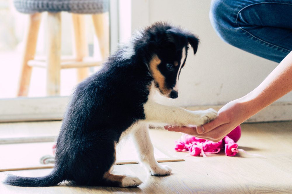 A border collie puppy demonstrating a paw trick.
