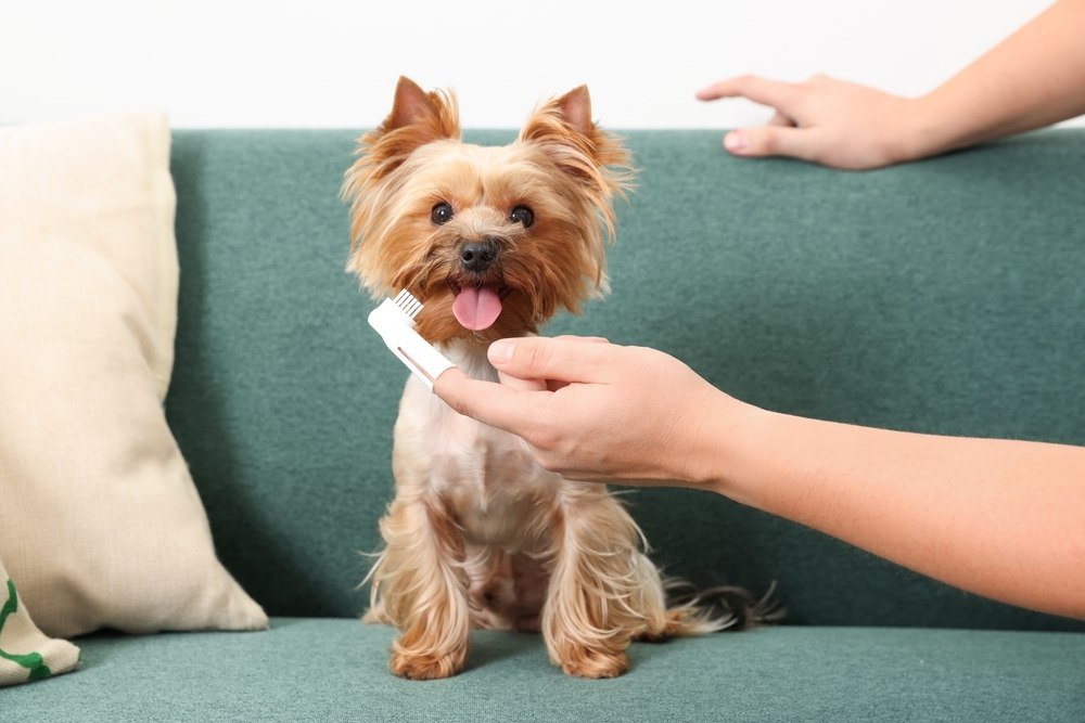 A yorkie dog getting its teeth brushed with a white finger brush. The dog is sitting on a green couch.